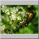 Ichneumon stramentor - Schlupfwespe w01e 14mm fdet02.jpg